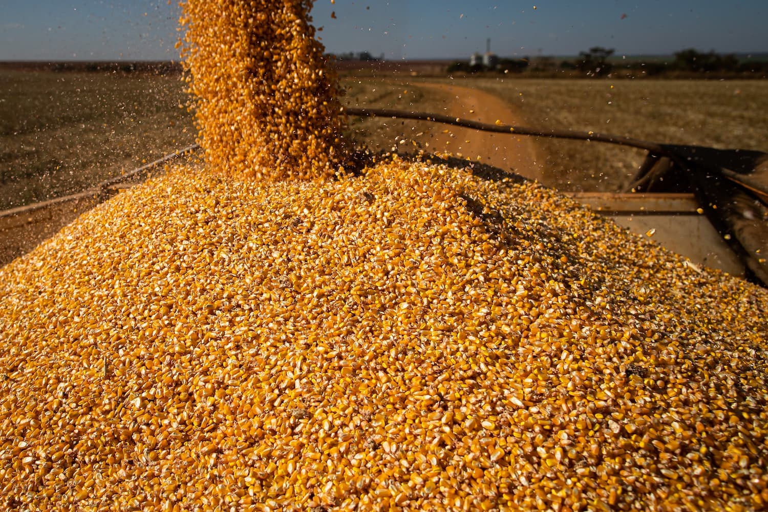 Em Goiás, produção de grãos deve crescer 11,6% chegando ao recorde