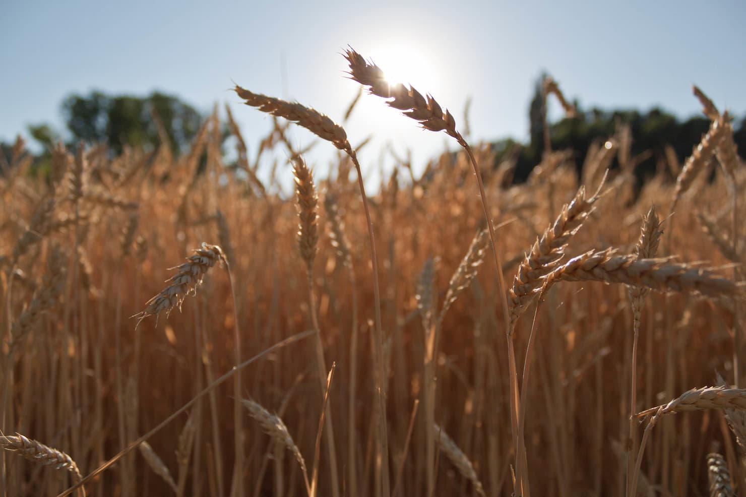Mercado do trigo 17 de janeiro 2023