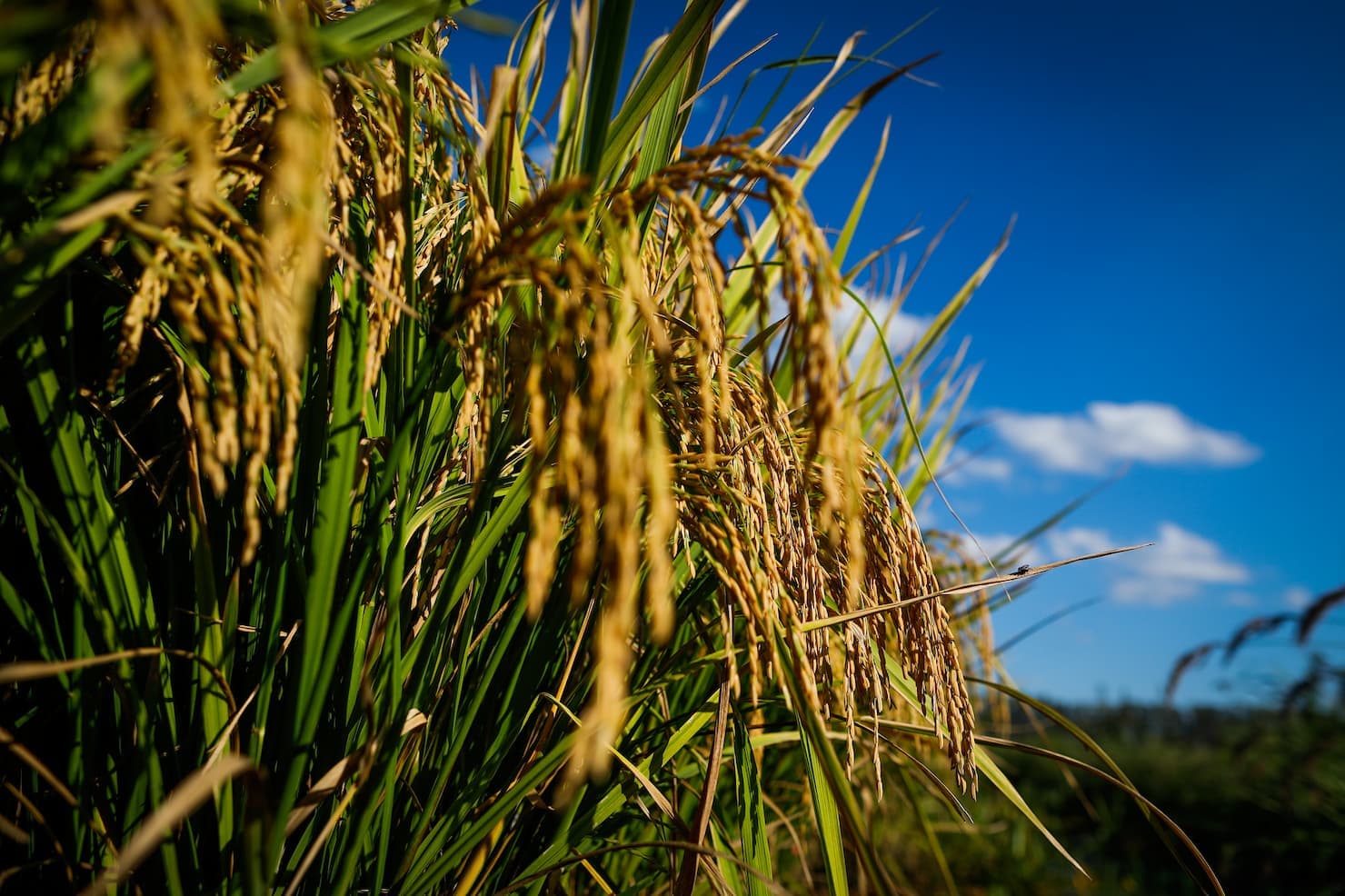 Em Goiás, VBP da produção de arroz tem projeção de crescimento de 24,5%