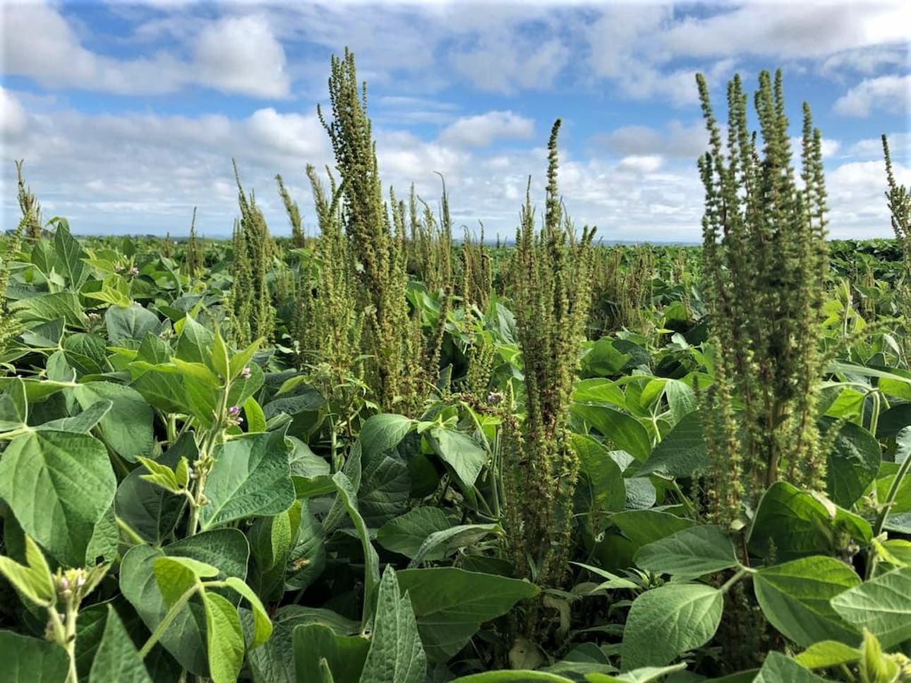 Foco de caruru é detectado no Mato Grosso do Sul