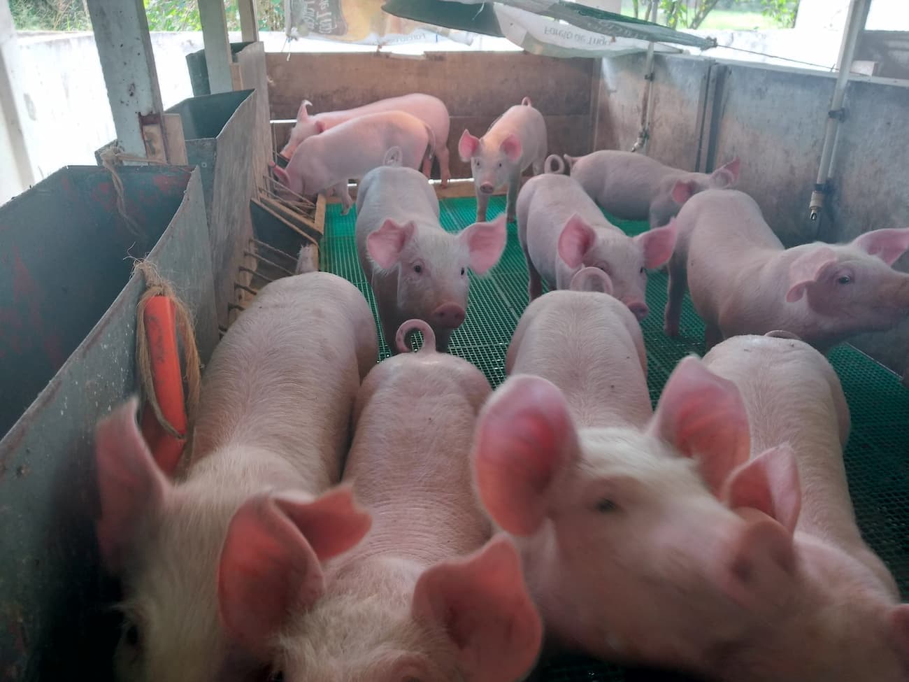 Preços do suíno seguem em queda