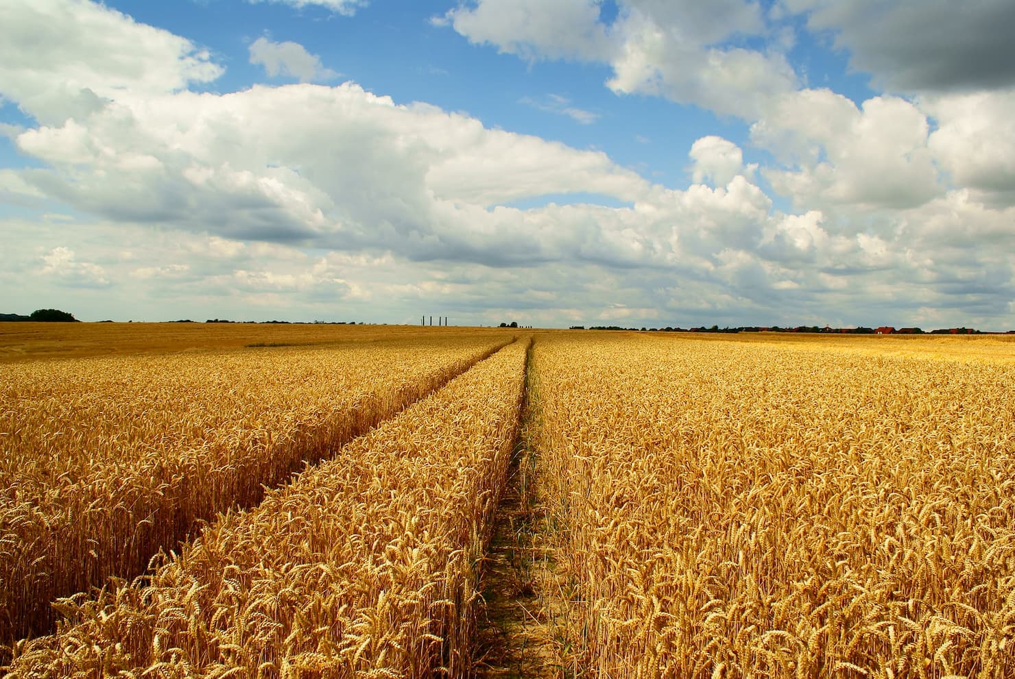 Mercado do trigo 15 de fevereiro