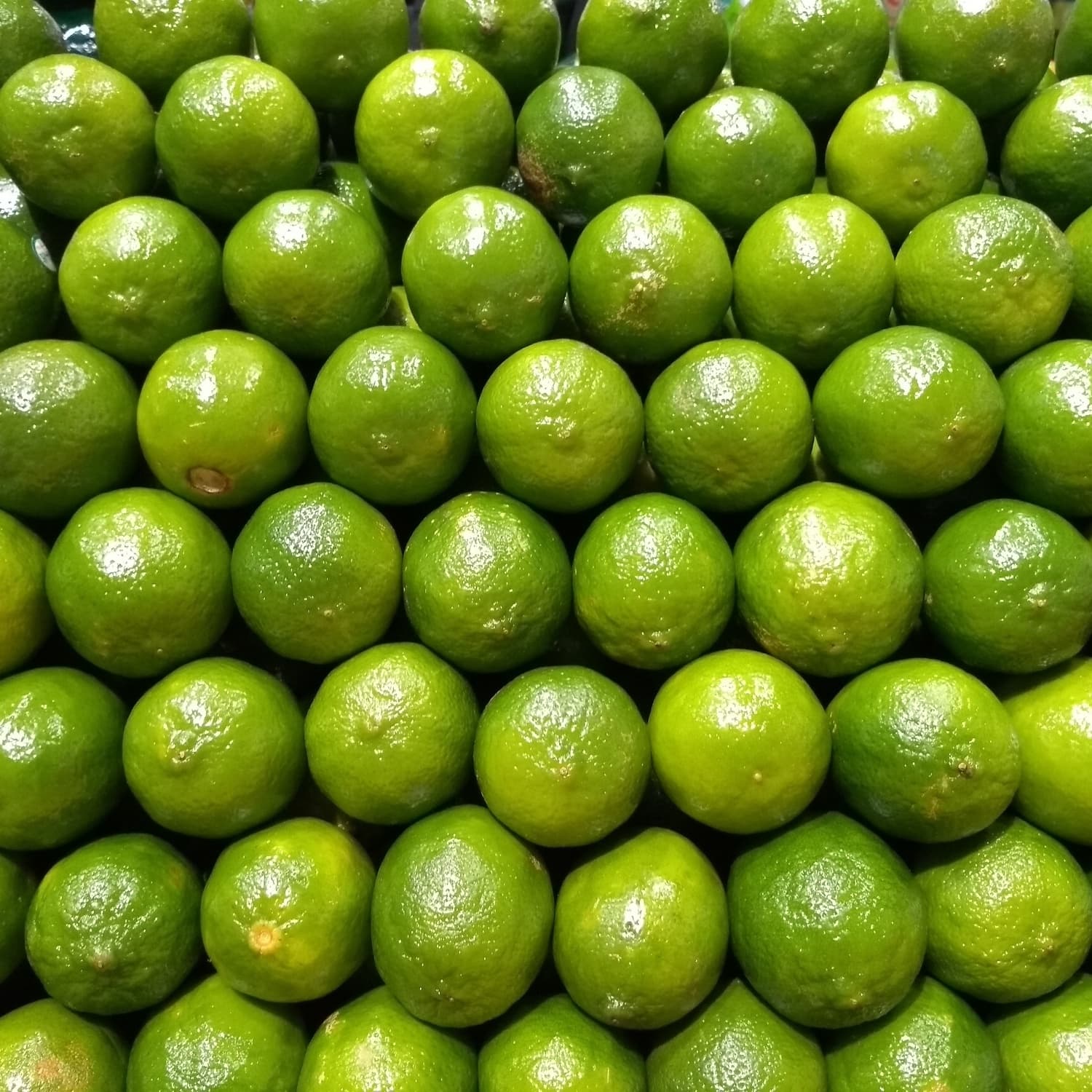 Preço da tahiti cai em maio de 2023