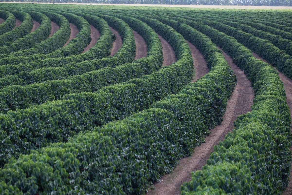 Produção de Café do Brasil ocupa 1,9 milhão de hectares em 2023