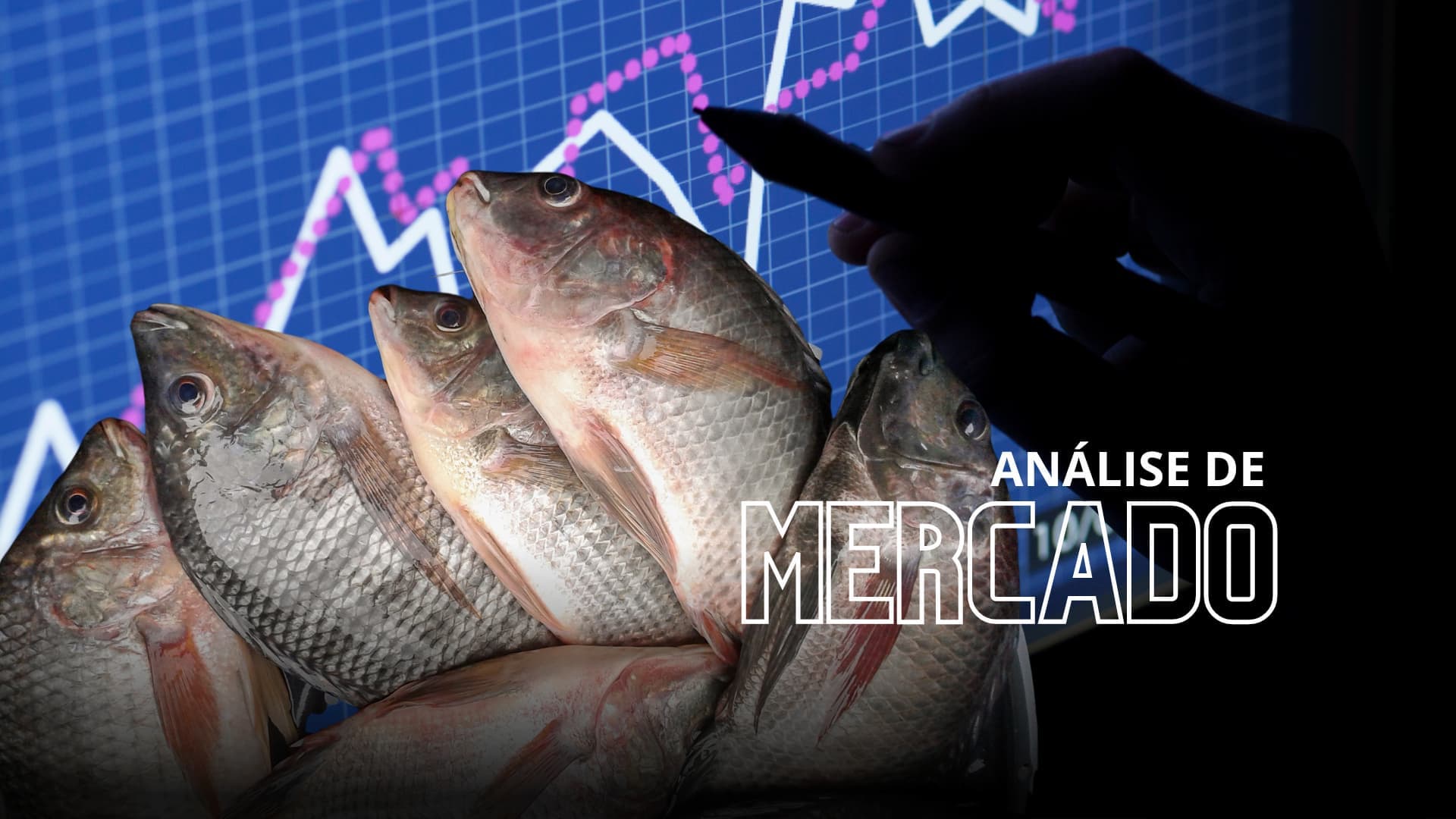 Tilápia: mercado segue com dinâmicas intensas e contrastantes