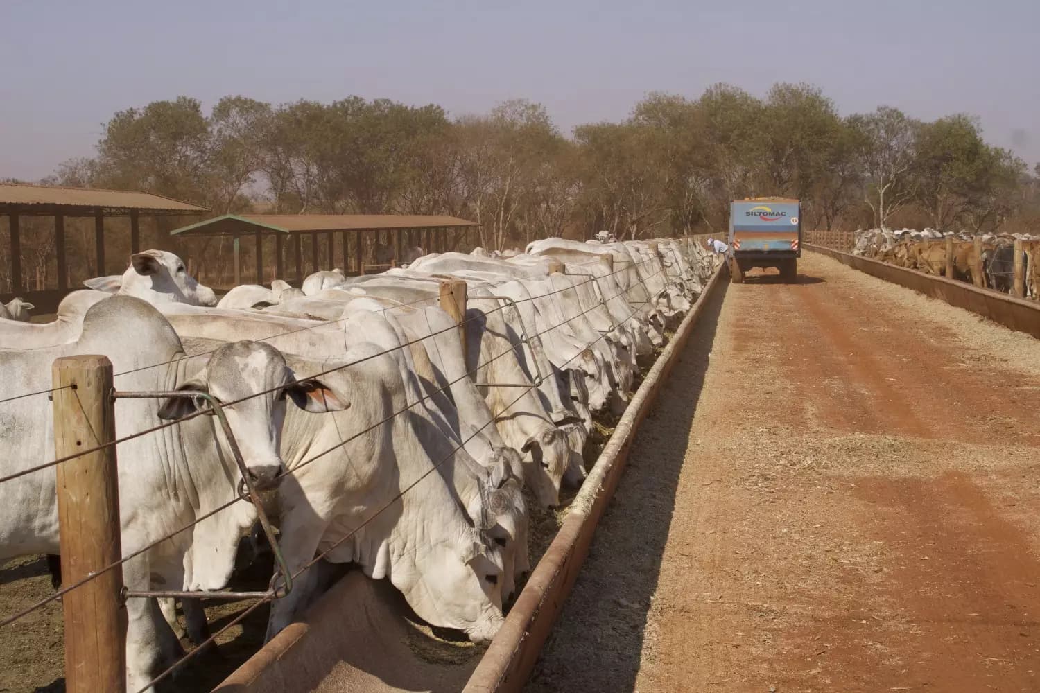 Boi: Carne bovina atinge recorde histórico