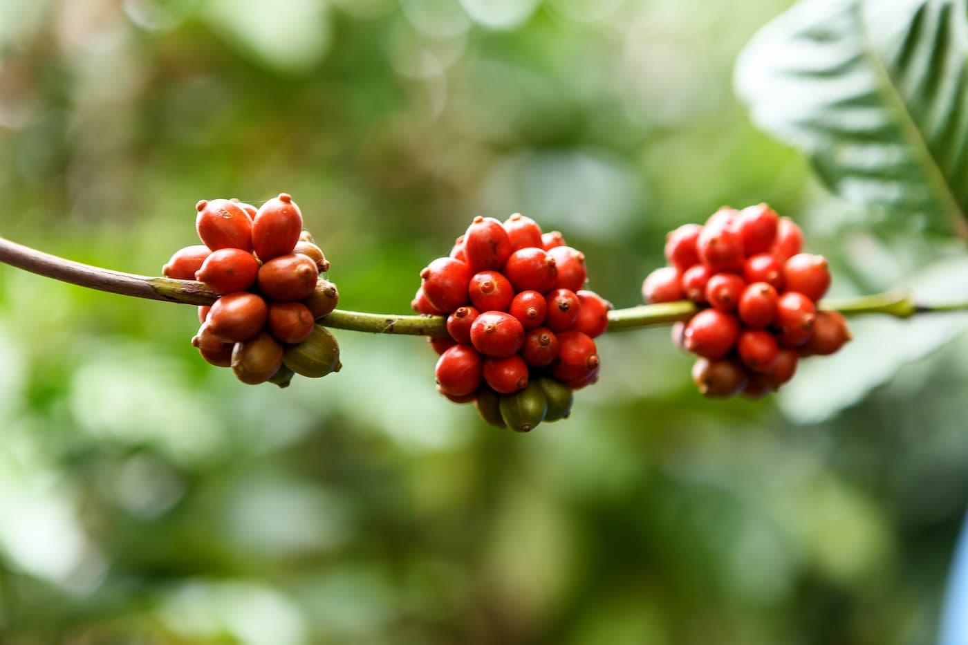 Mato Grosso está entre os 10 maiores produtores de café