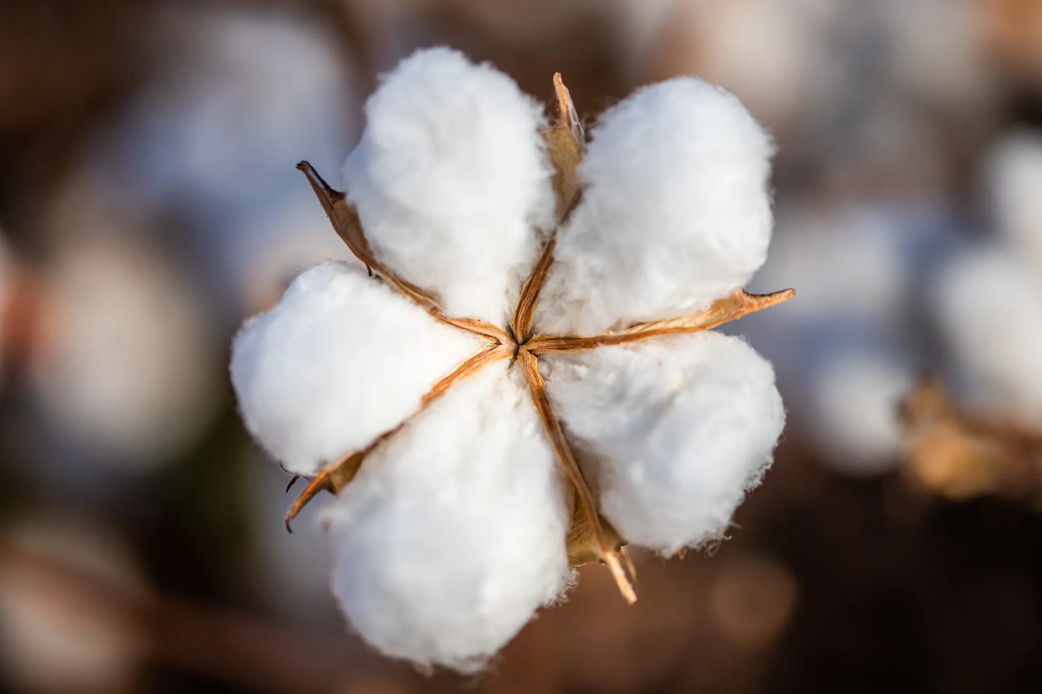 Novas cultivares de algodão combinam sanidade e alta produtividade
