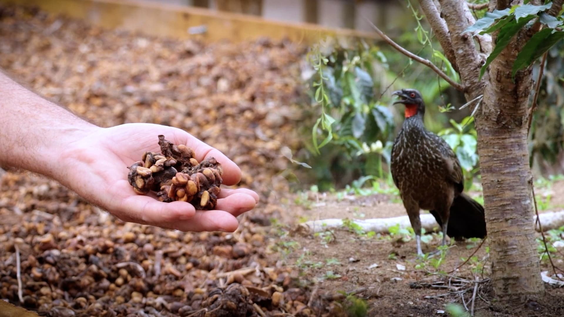 Jacu Bird Coffee: Café brasileiro raro produzido a partir das fezes de aves nativas