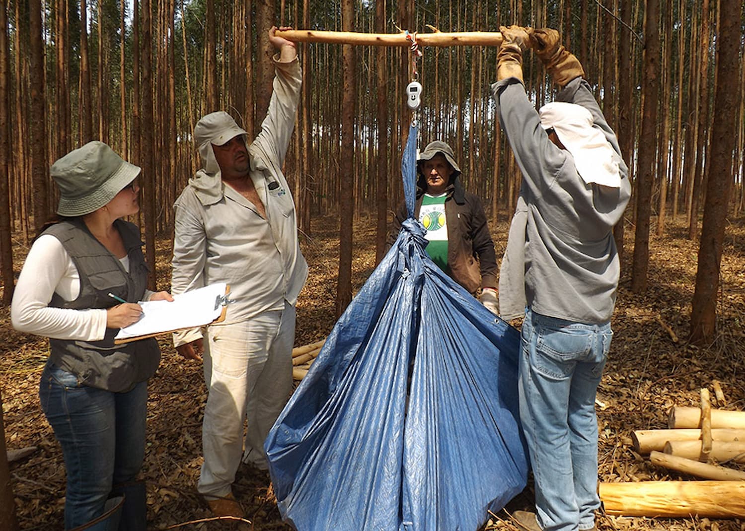 Eucalipto armazena grandes quantidades de carbono, confira!