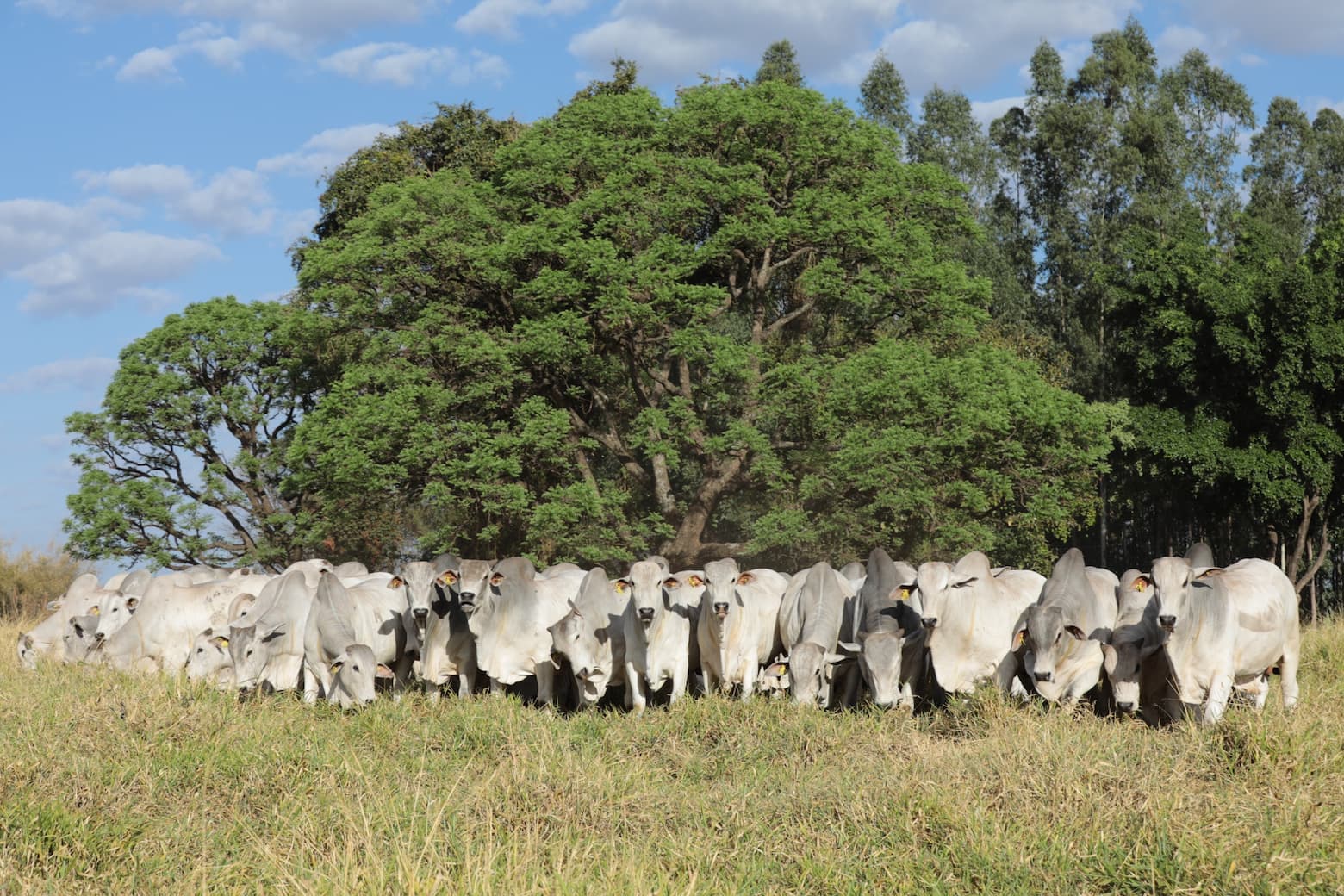 Nova safra de touros CFM passa por avaliações de sobreano
