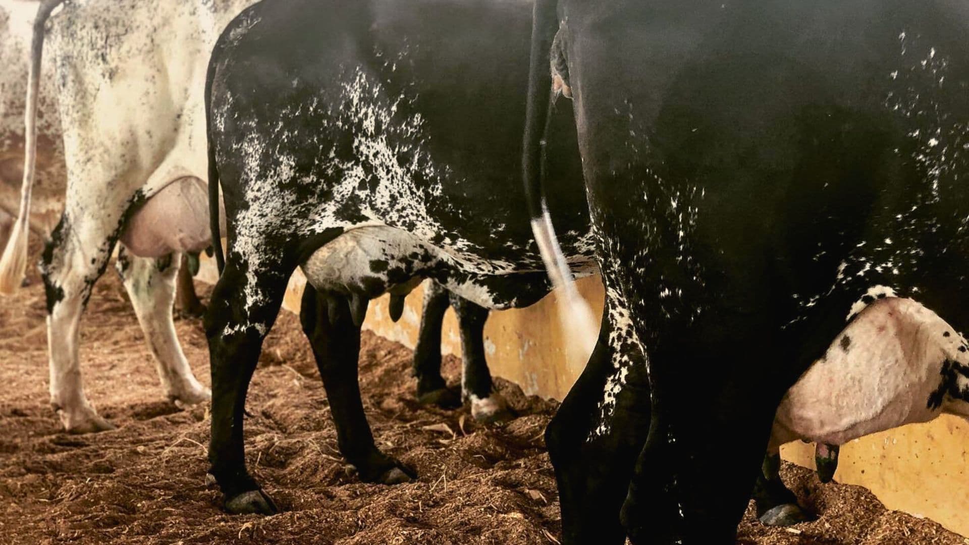 Produtor de leite terá mais controle sobre os preços pagos por suas produções, confira!