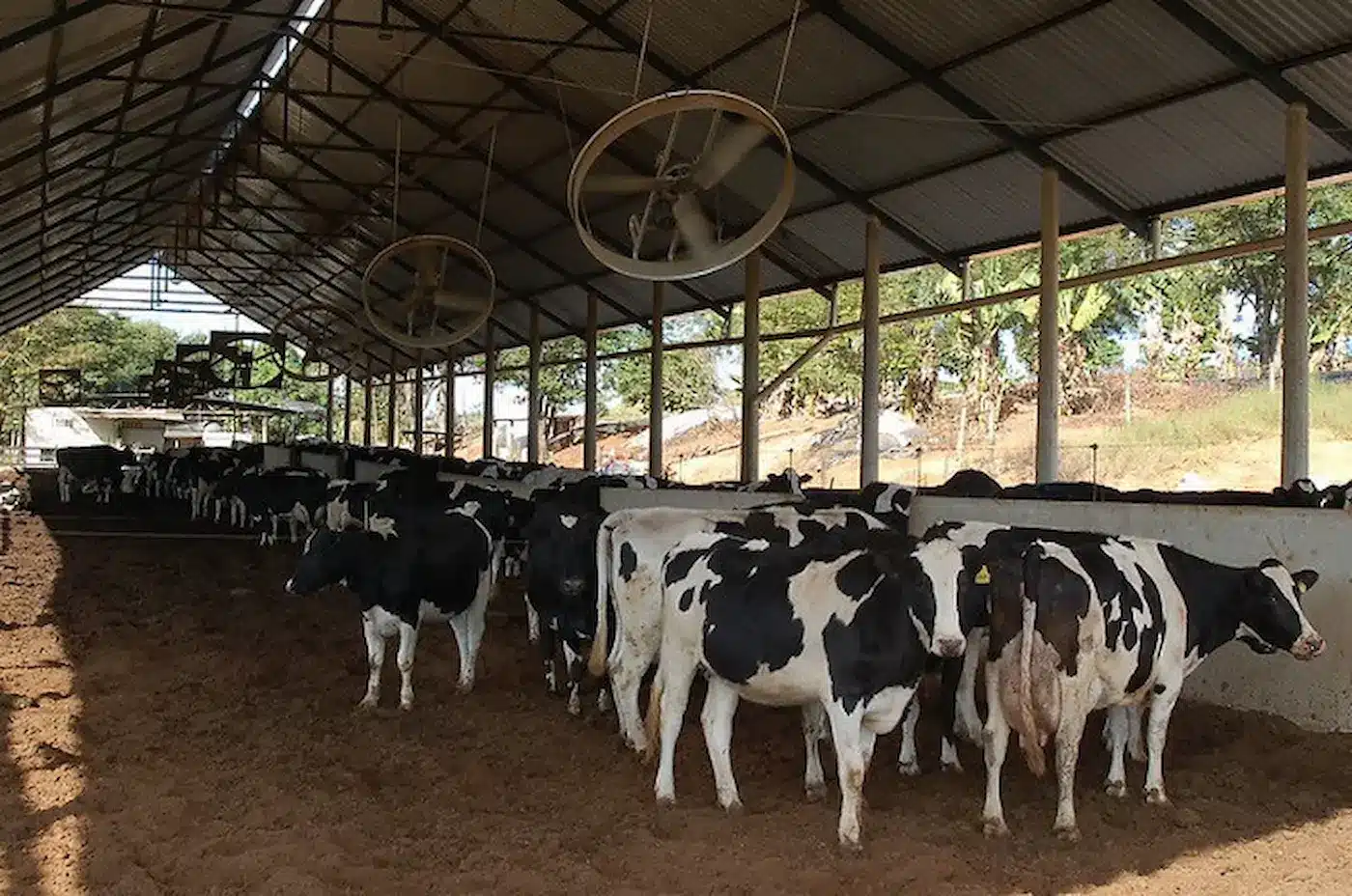 Após sucessivas altas, preço do leite ao produtor apresenta estabilidade
