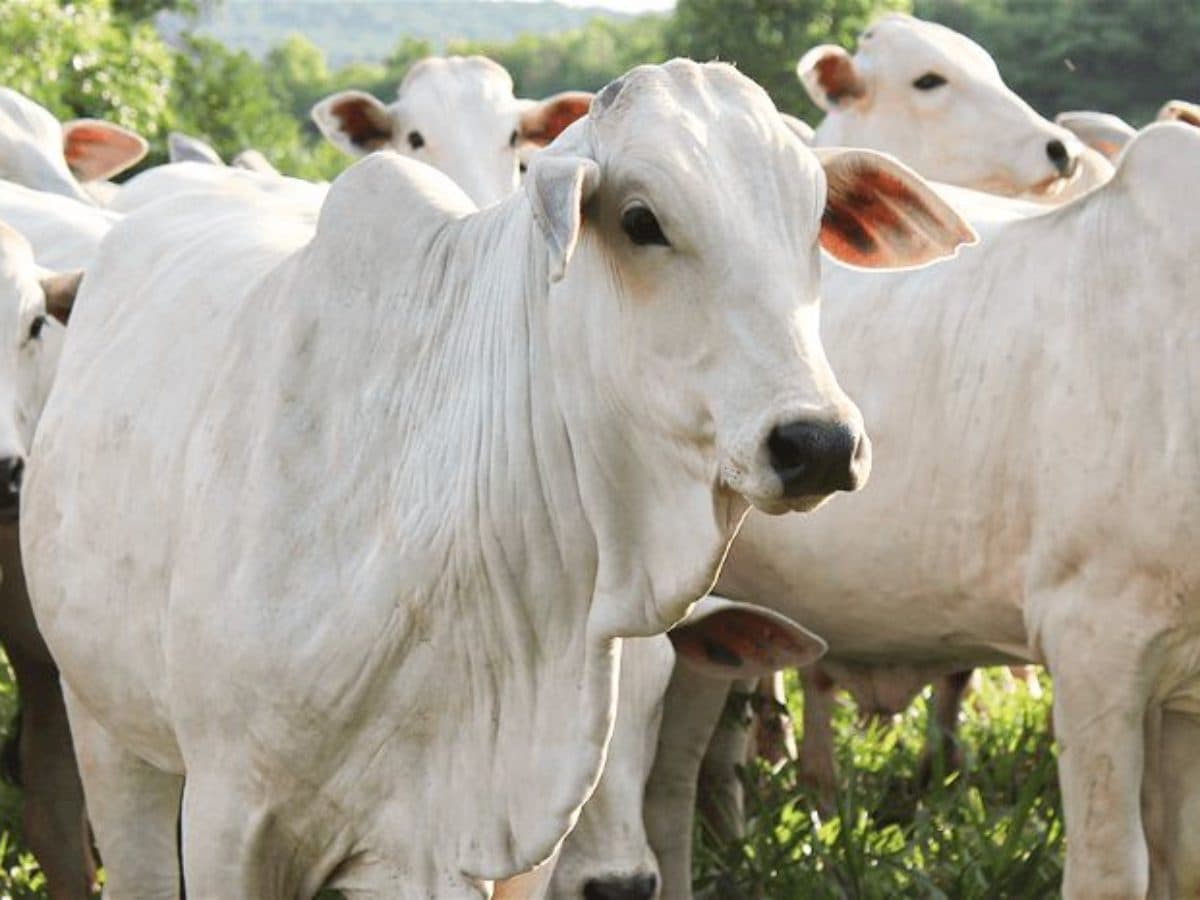 Após solicitação da Acrimat, taxa do FESA-MT terá redução de 45% para pecuaristas