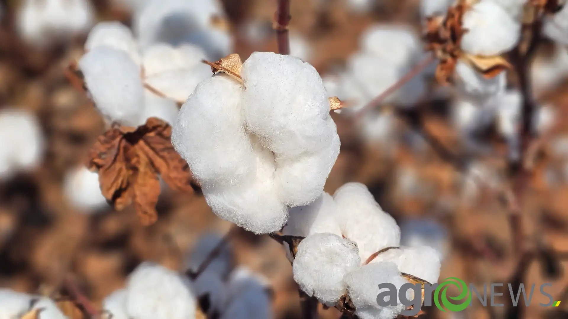 Mato Grosso terá a primeira indústria de refino de óleo vegetal de algodão