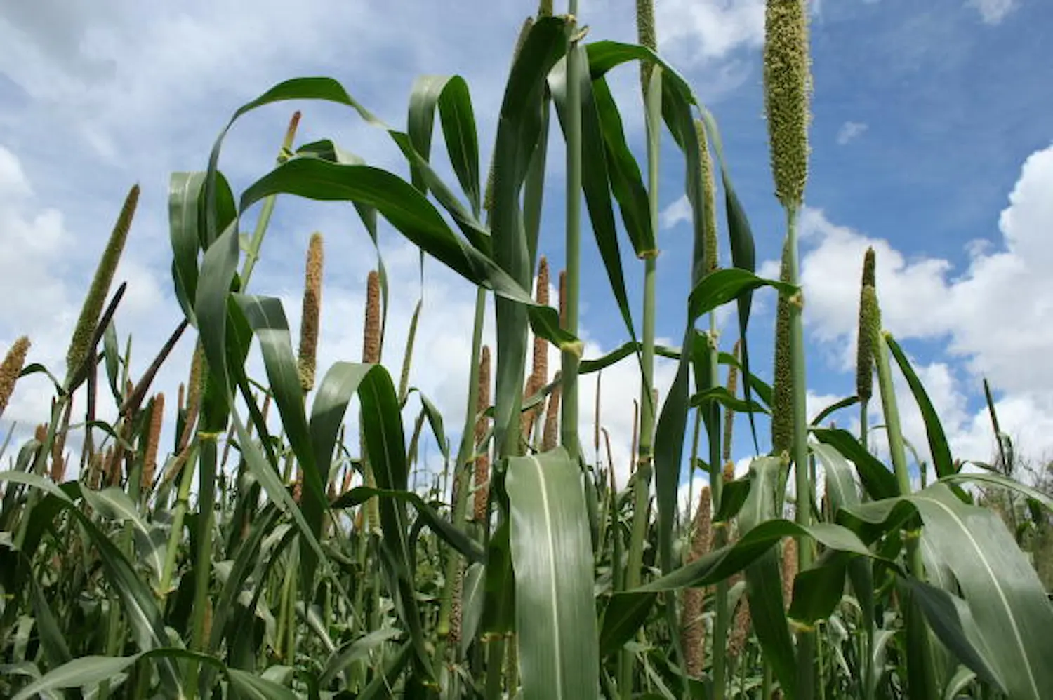 Veja como recuperar solo agrícola após as queimadas