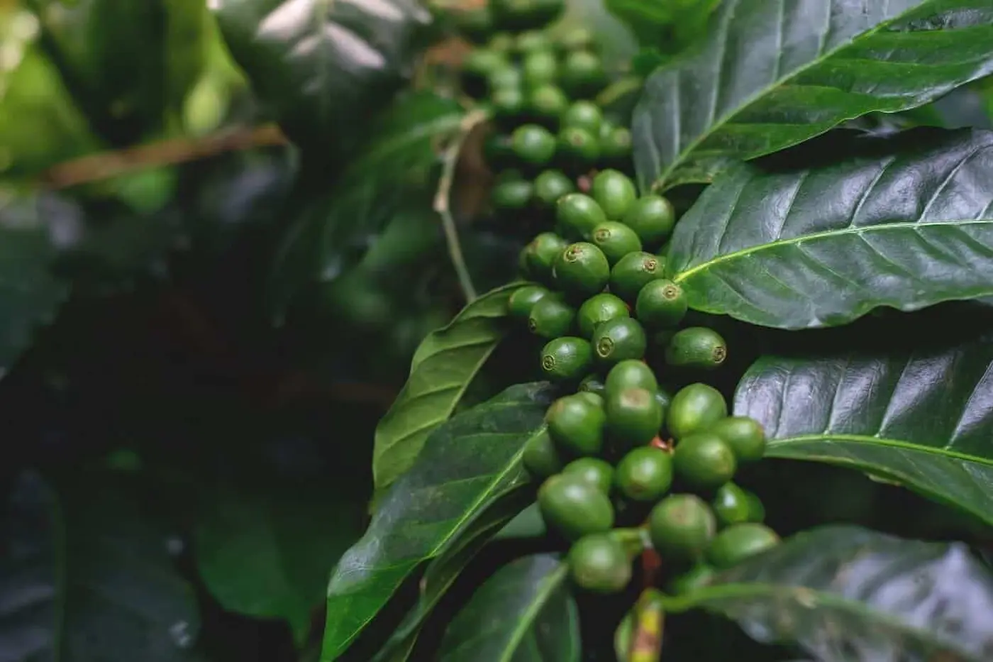 Chuvas beneficiam safra de café, confira!