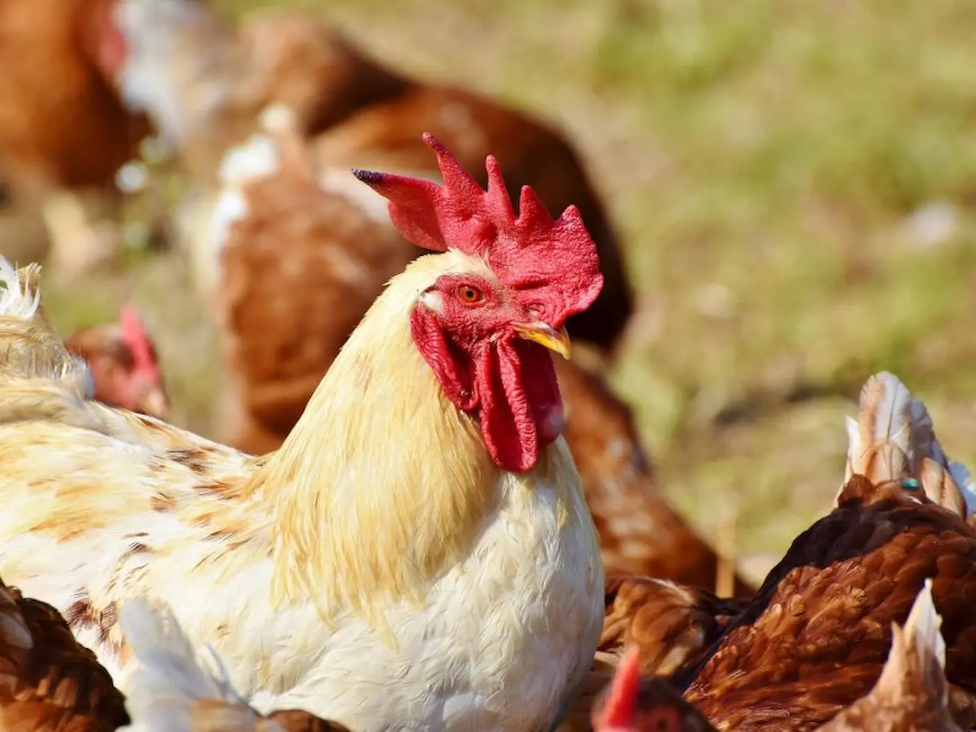 Surto de influenza aviária nos EUA reacende alerta para necessidade de reforço na defesa agropecuária