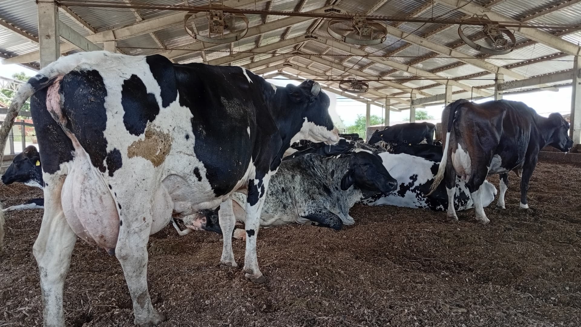Margem do leite em 2026 exige gestão na ponta do lápis