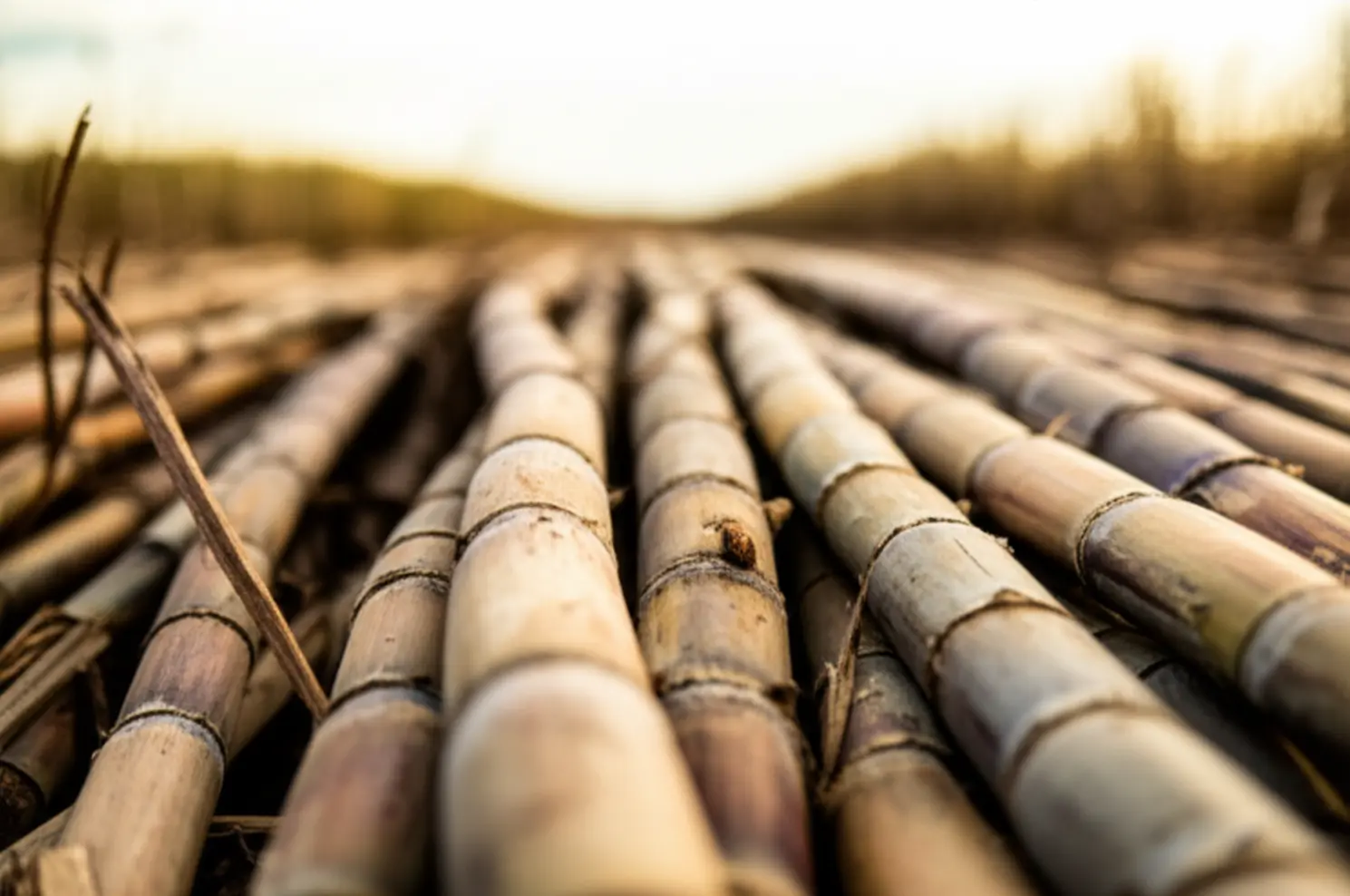 IPPA-Cana-Café impulsiona preços do agro em setembro