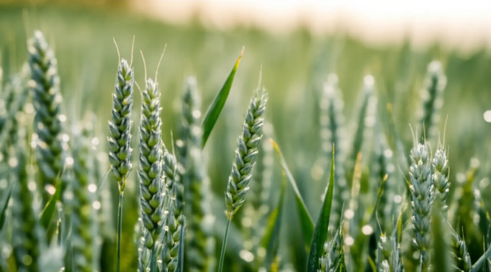 Mercado do trigo segue com alta no mercado externo, confira!