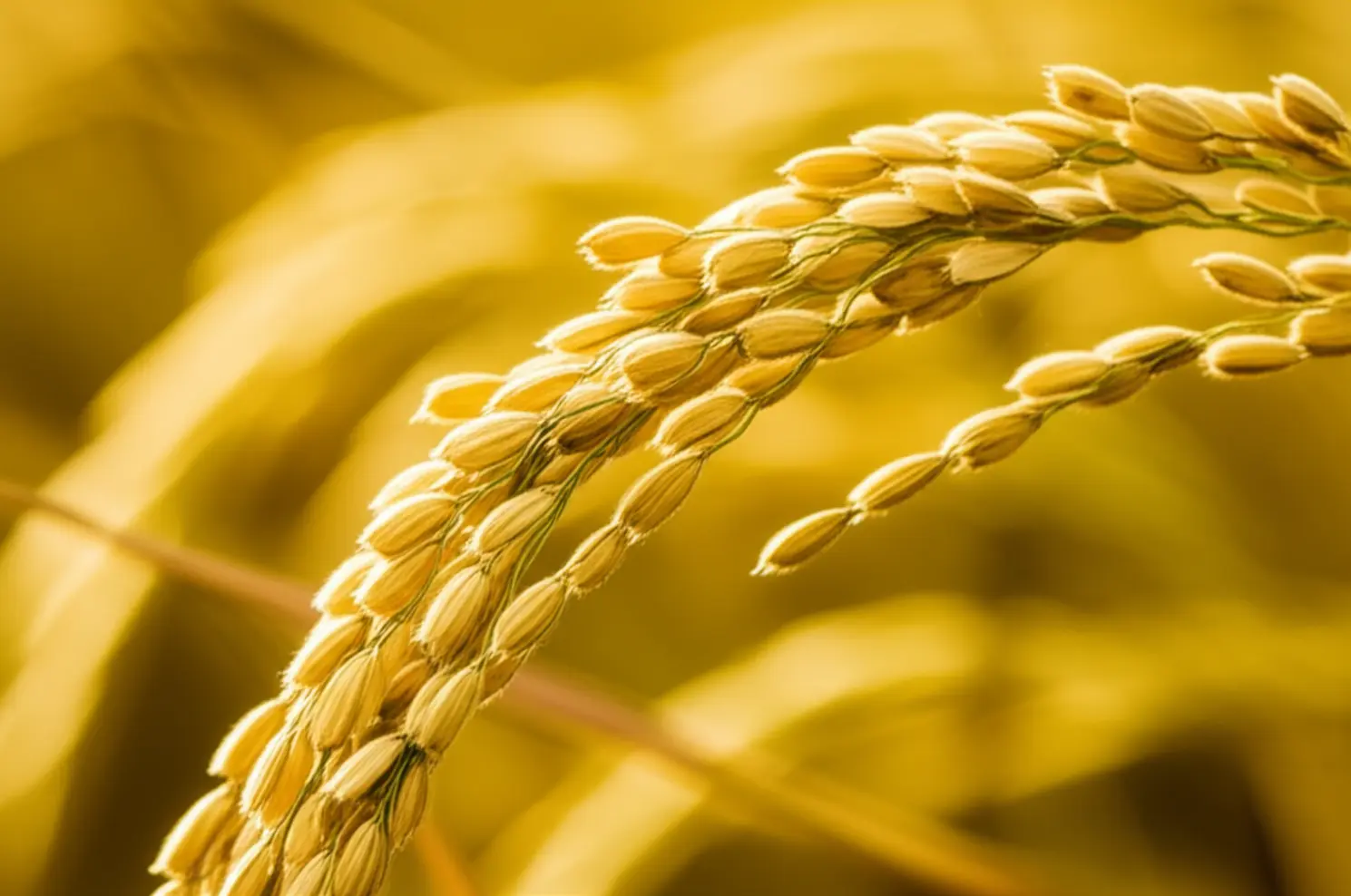 Panorama do Mercado de Arroz (RS)