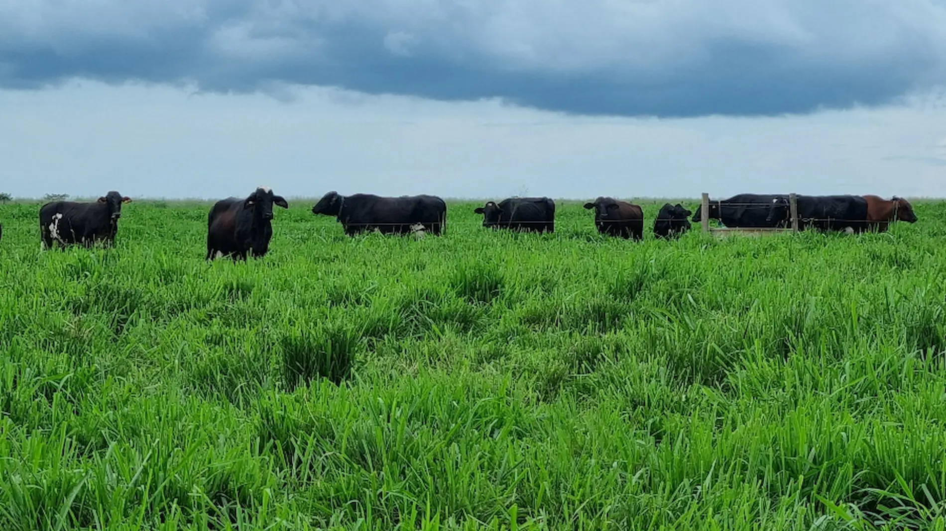 Pecuária de leite: vacas com genética adaptada produzem o triplo da média em Mato Grosso