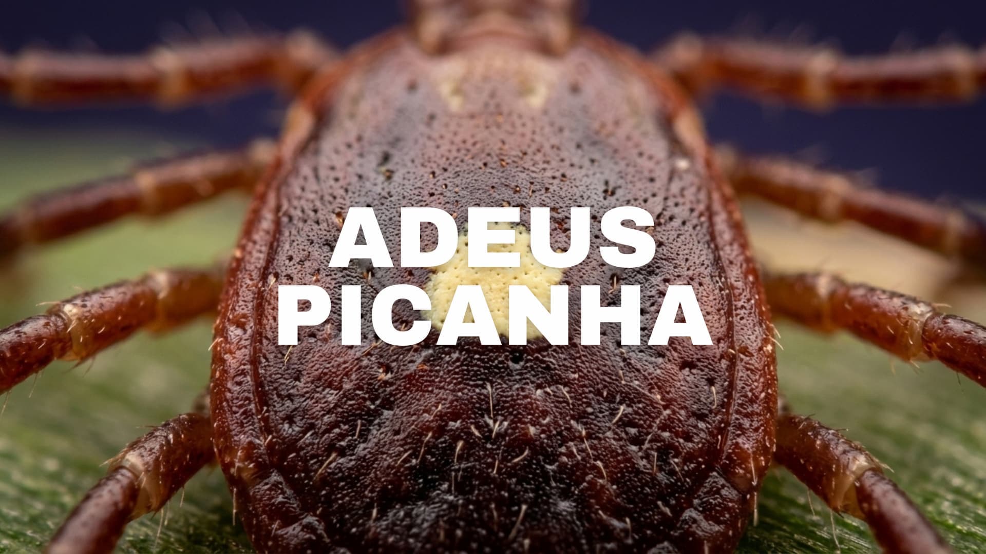 Carrapato que causa alergia a carne já atinge mais de 450 mil pessoas, entenda a sindrome de alfa-gal