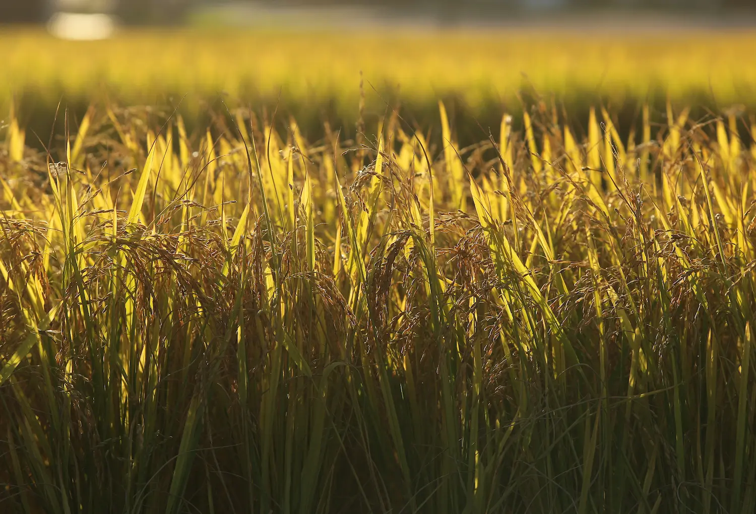 Próxima safra de arroz enfrenta incertezas e pressão financeira