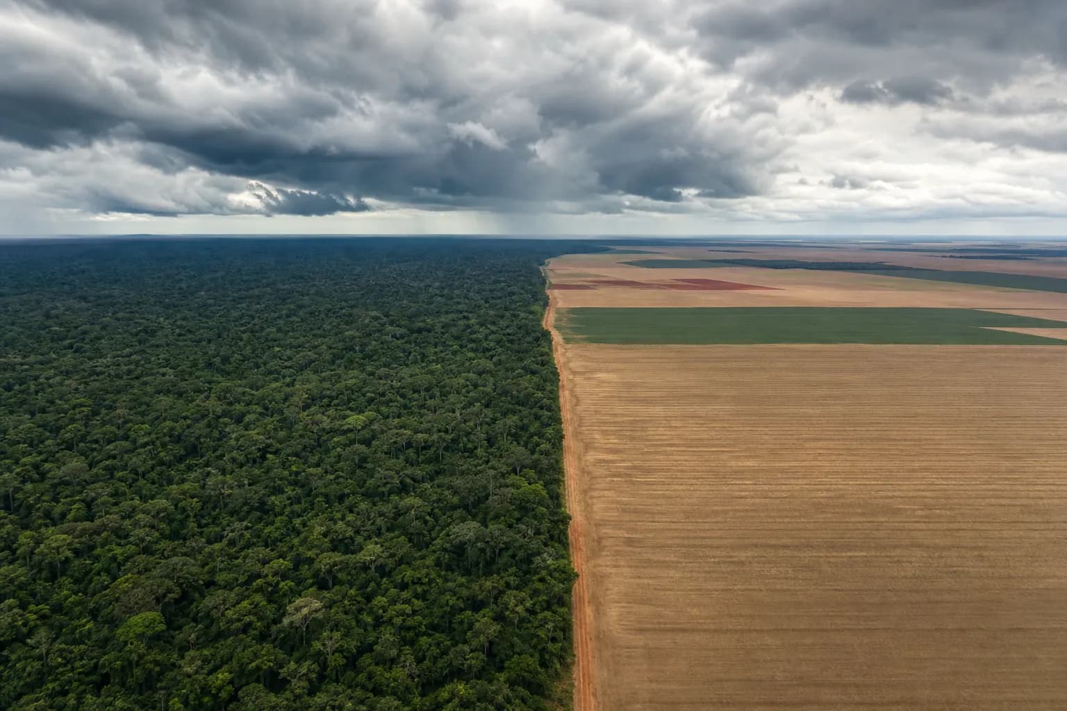 Desmatamento no Brasil fica abaixo de 1 milhão de hectares pela primeira vez desde 2019