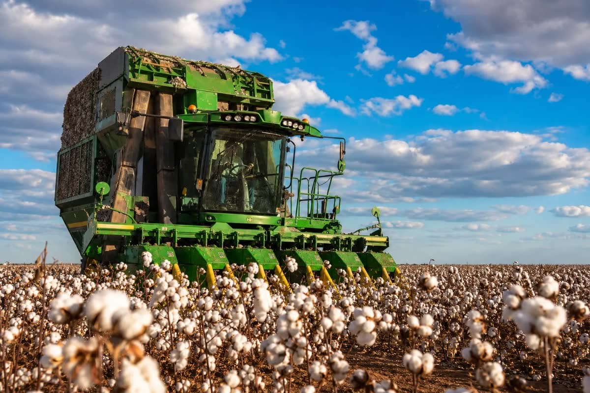 Exportações recordes de algodão contrastam com lentidão do mercado físico