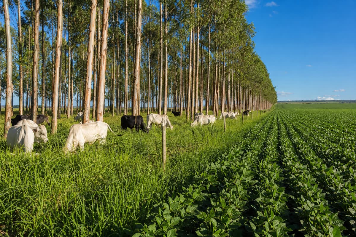 Recuperação de Pastagens Degradadas com ILPF Um Guia em 5 Passos para o Produtor Rural