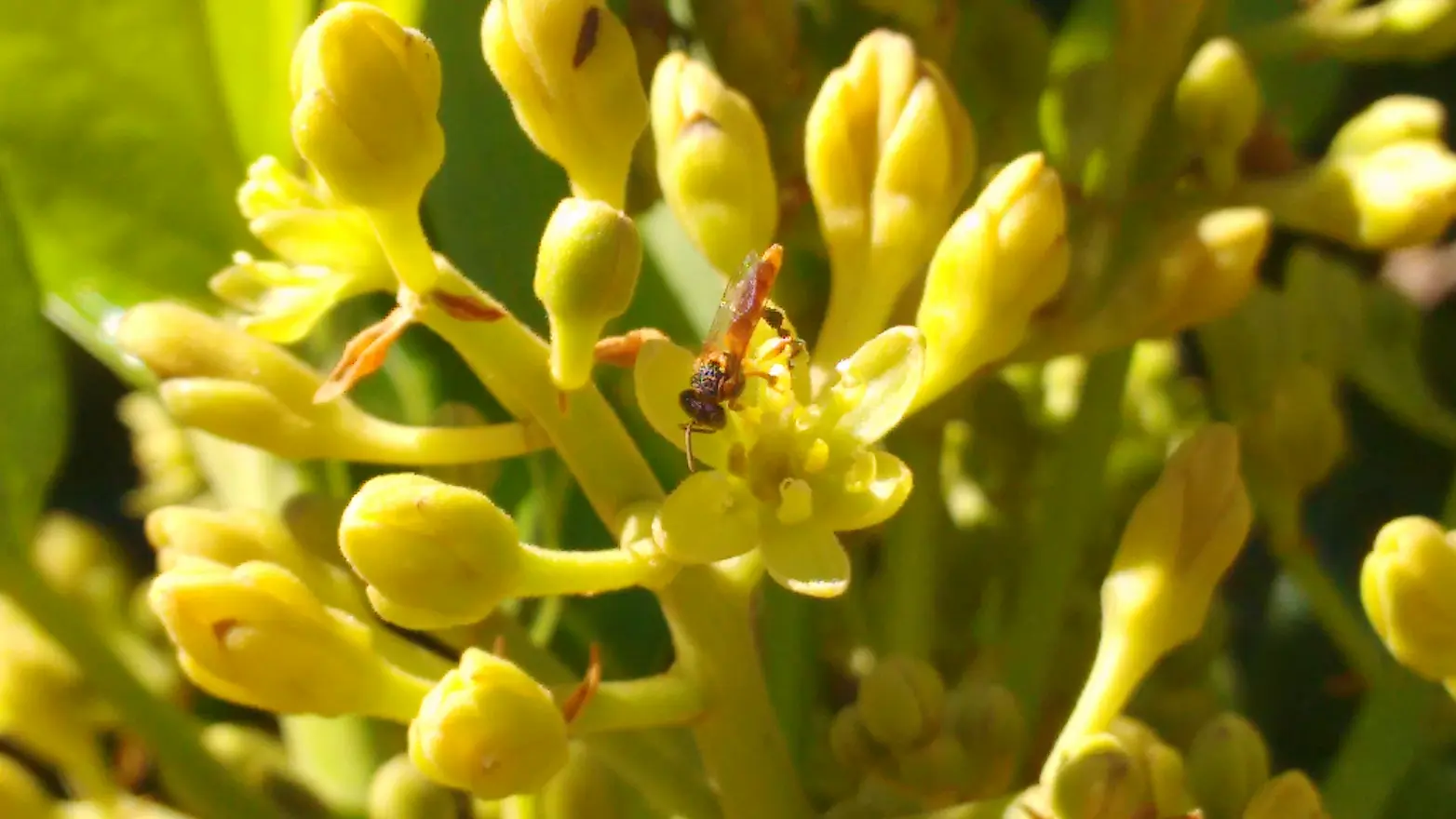 Criação in vitro de larvas de abelhas sem ferrão