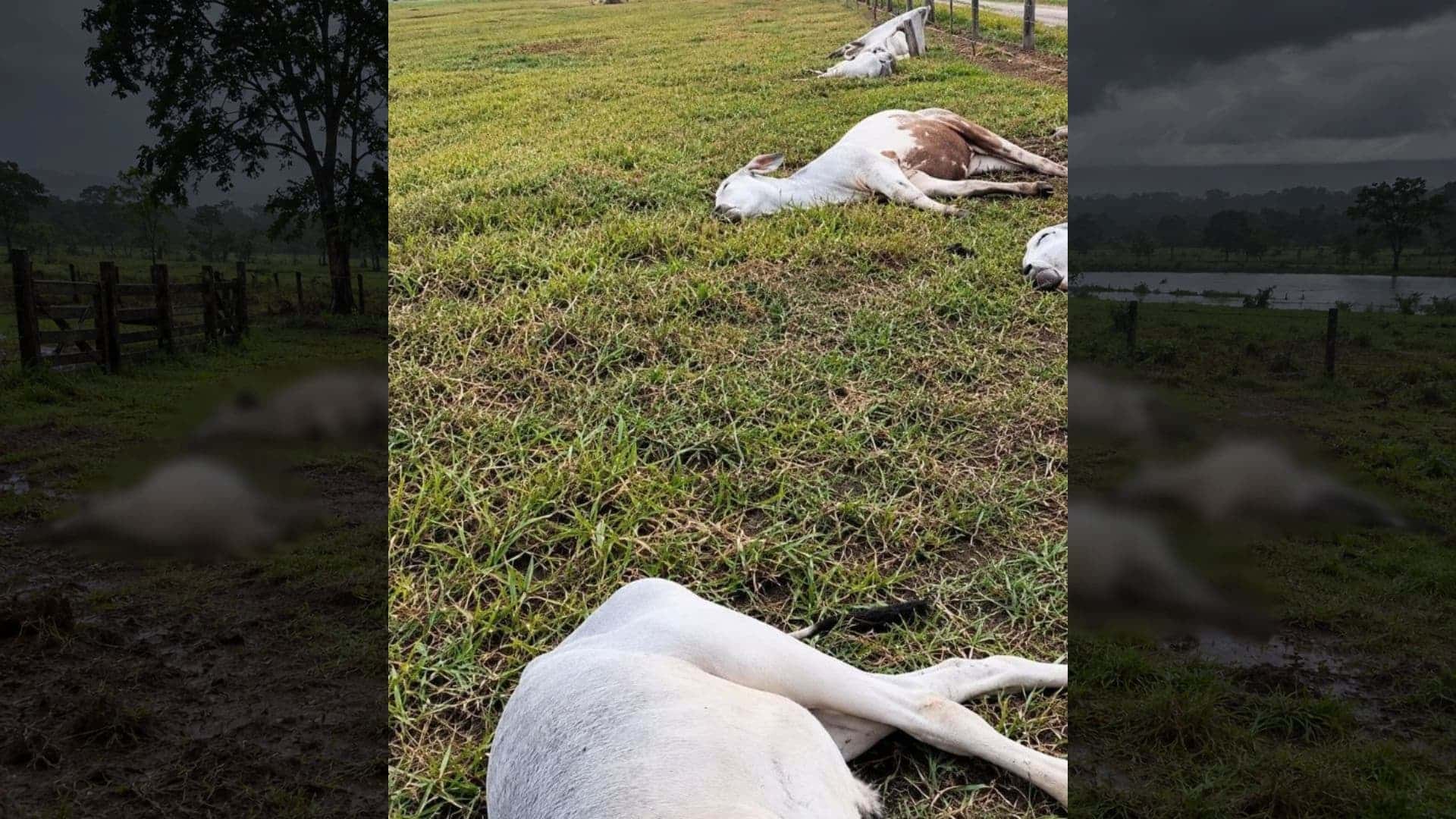 Raio mata 11 bovinos em MT e temporal provoca prejuízos em propriedades rurais