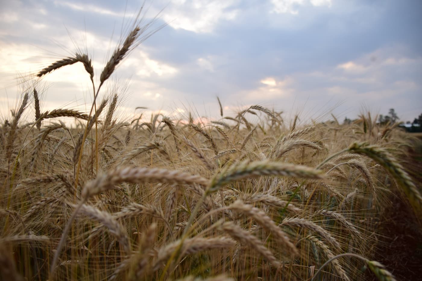 Como no caso da ‘autossuficiência’ em fertilizante, agora é o trigo. Não existe almoço grátis