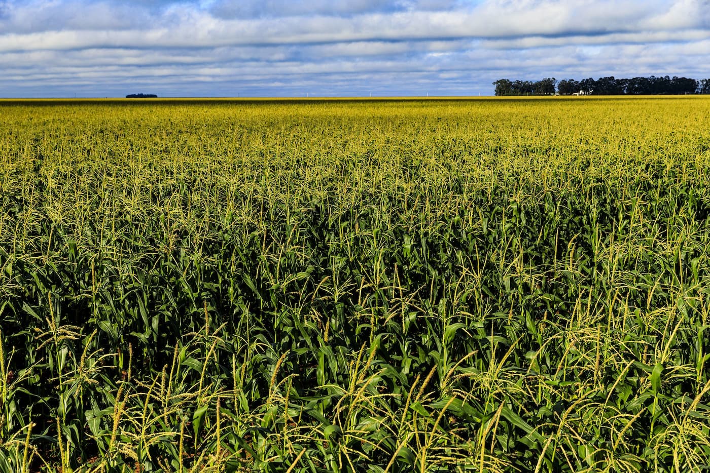 Negócios internos do milho seguem lentos