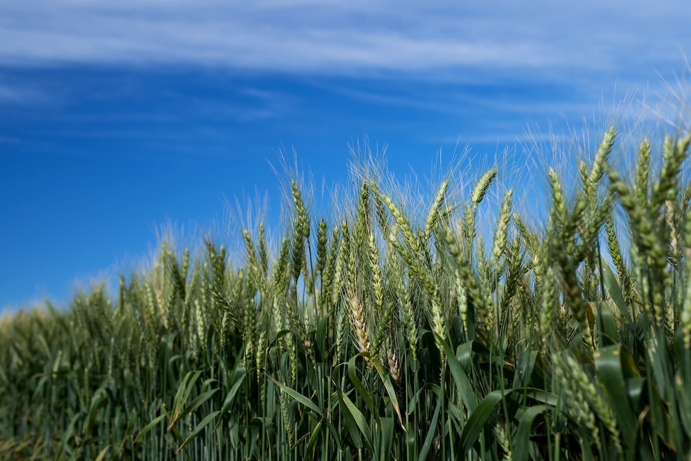 Mercado do trigo 22 de novembro 2022