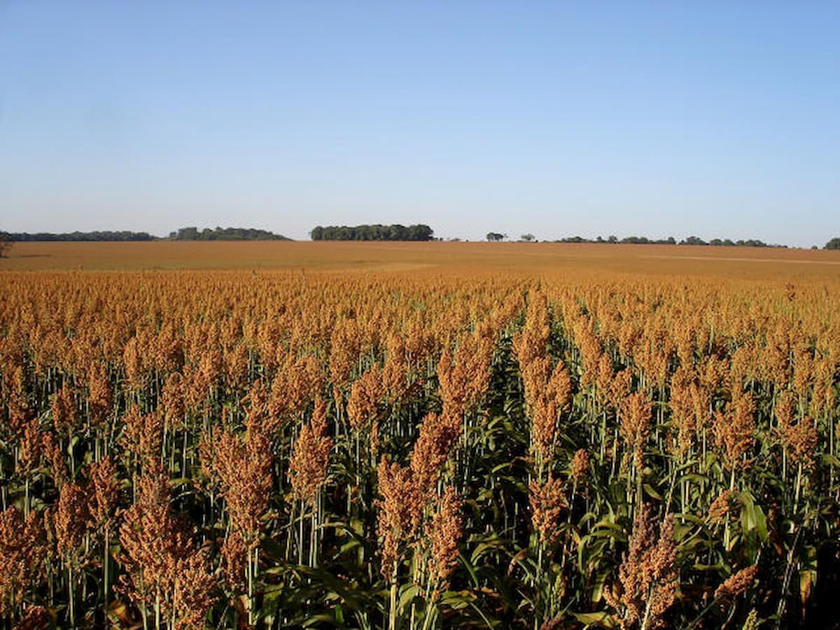 Sorgo: produção no Brasil sobe mais de 36% em apenas uma safra
