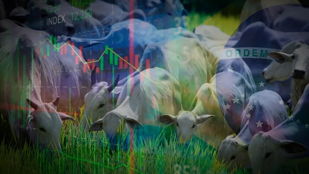 Cotação do boi gordo em 11/01/2026 pressiona decisão de venda atenção agora