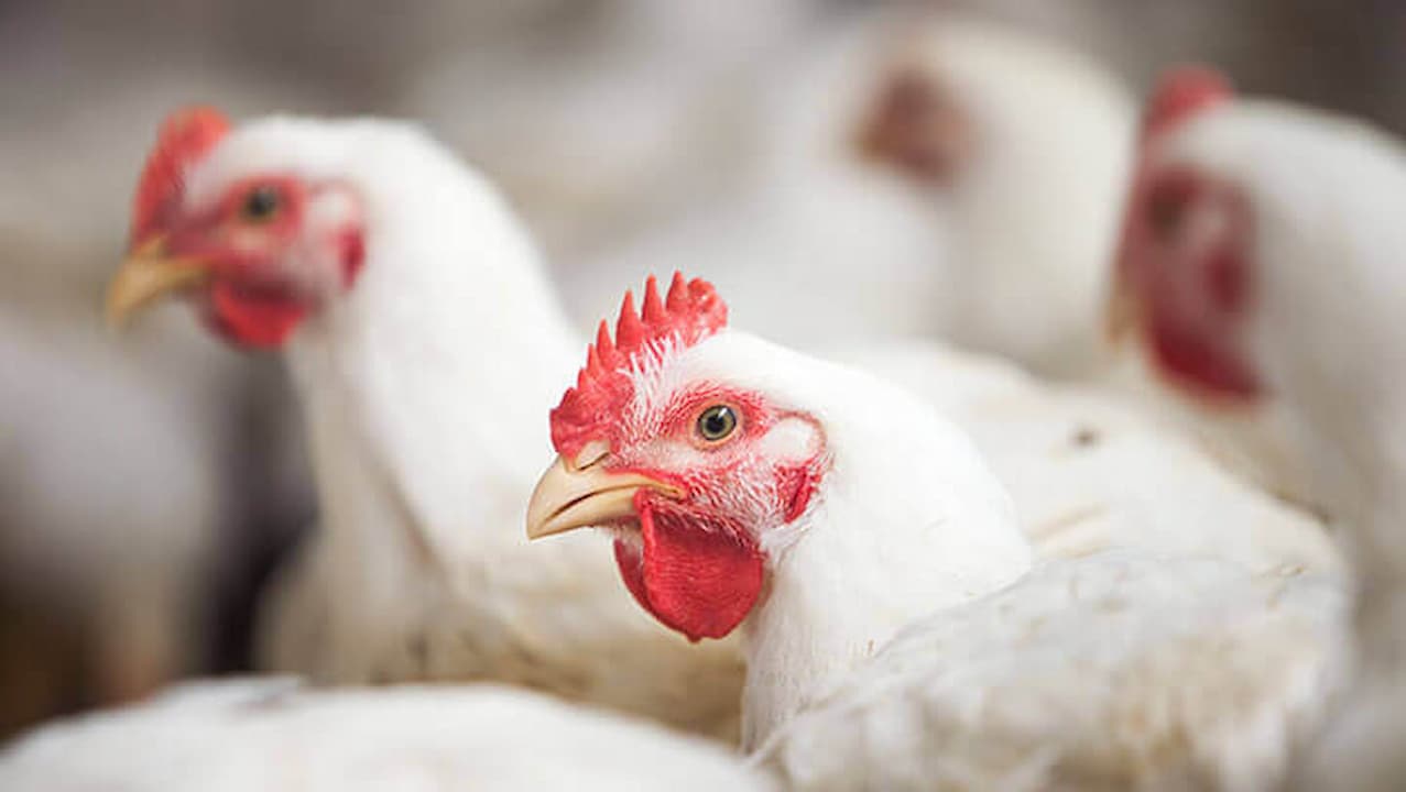 Preço da carne de frango está em alta