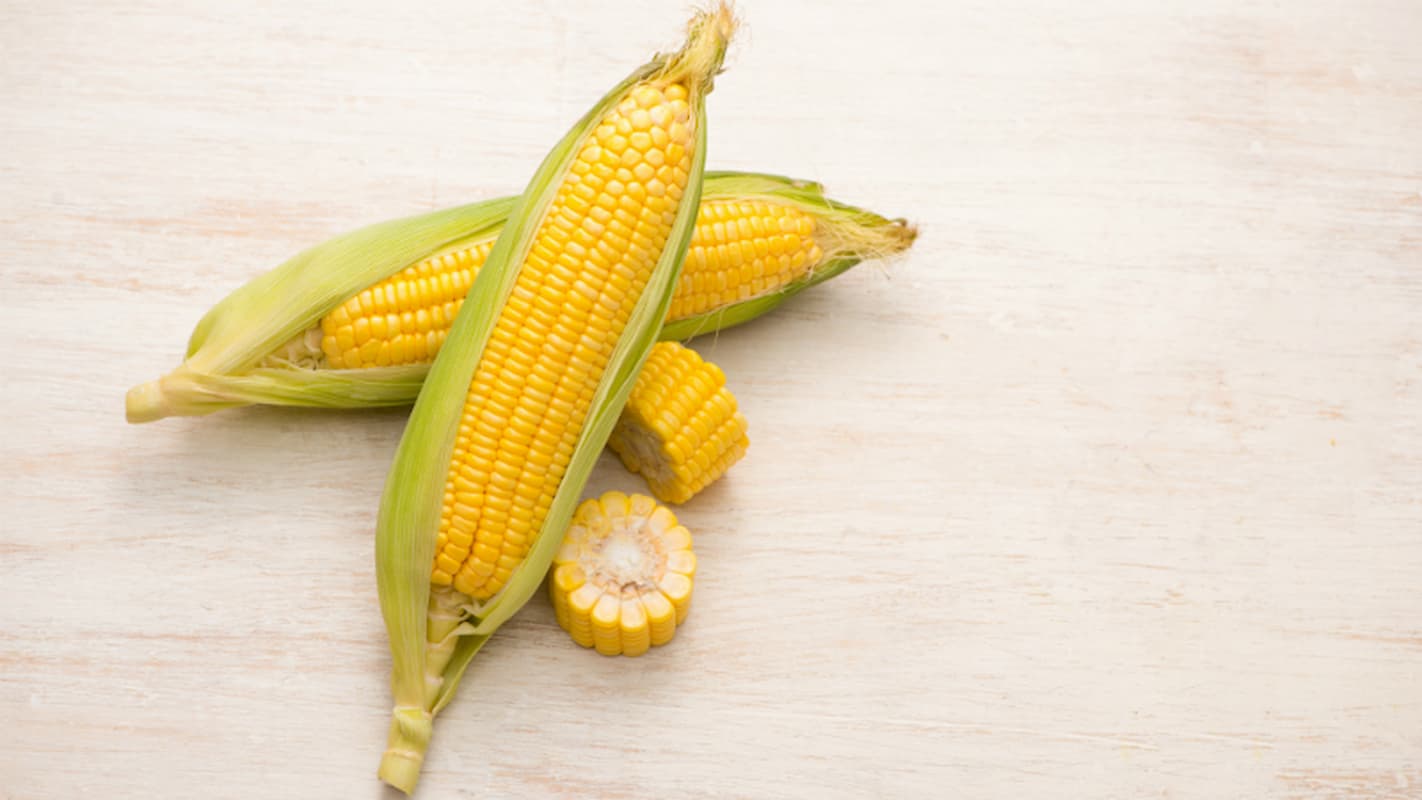 Além de clima, pragas acentuam queda da produtividade do milho