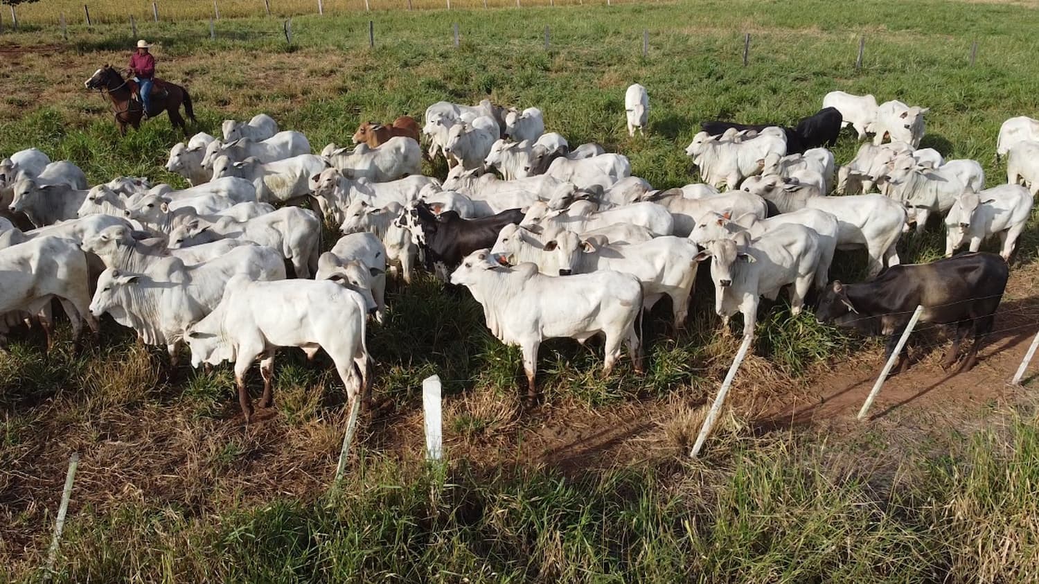 Produção de carne bovina de Mato Grosso registrou incremento, confira!