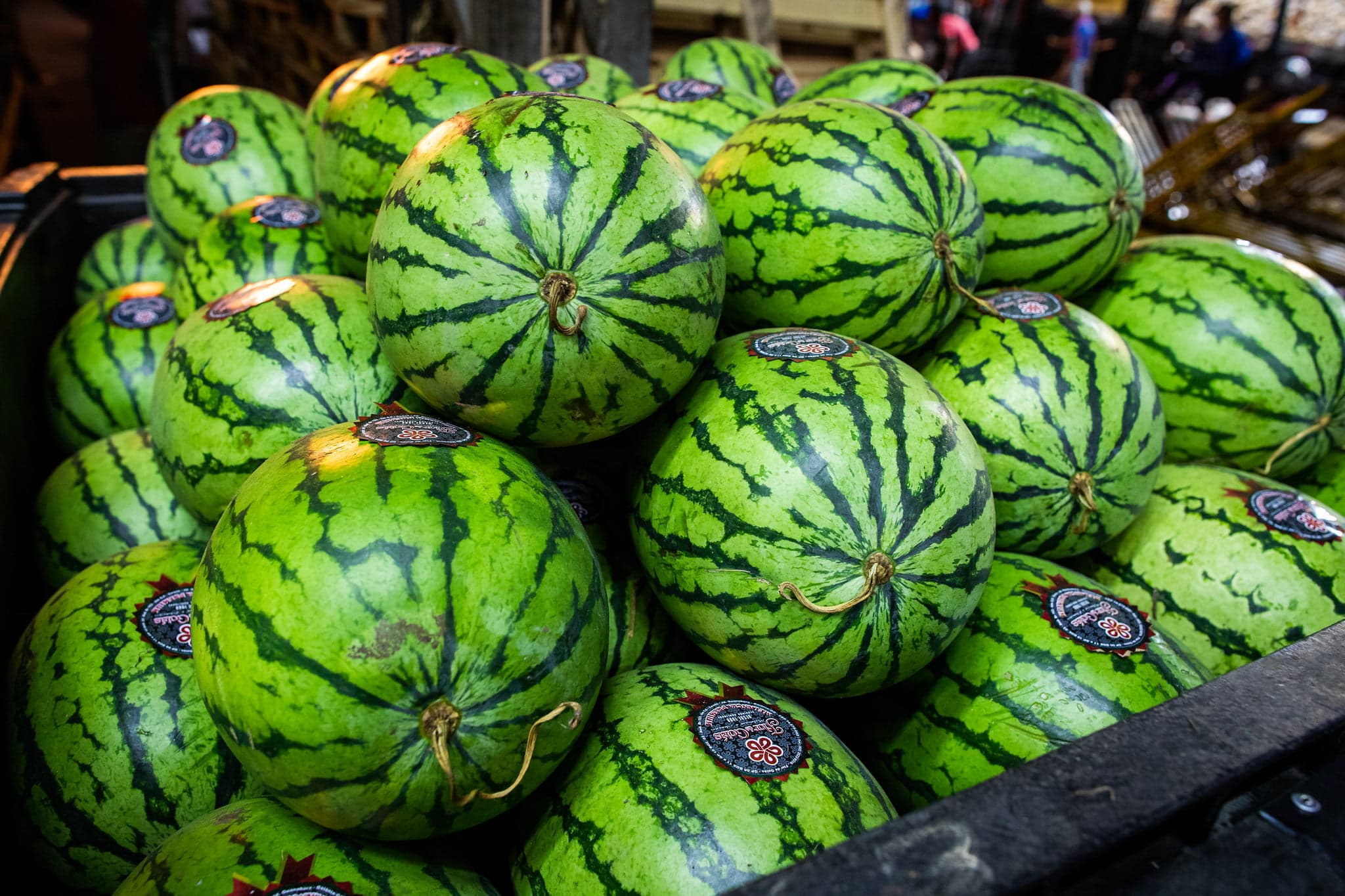 Melancia: preços seguem em queda