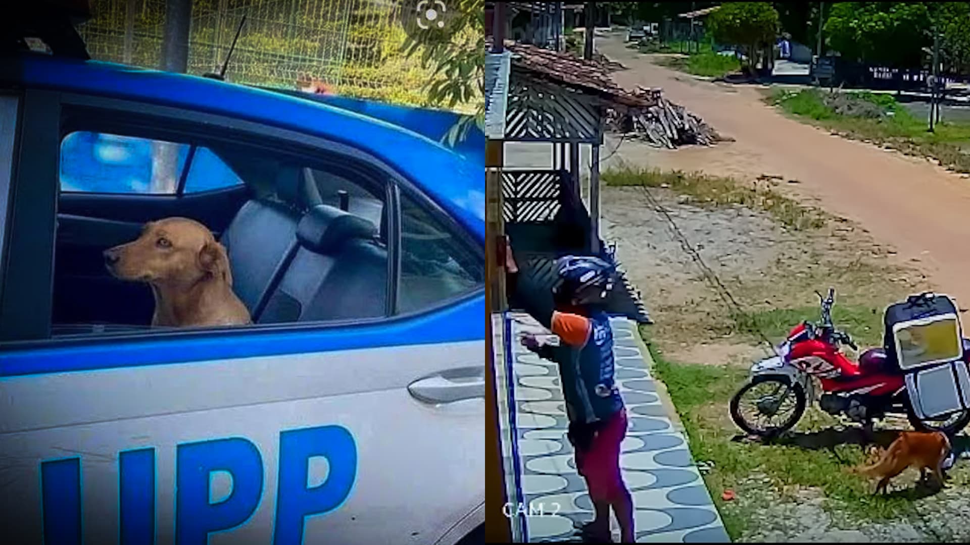 Cachorro é flagrado roubando marmita de entregador e viraliza na internet