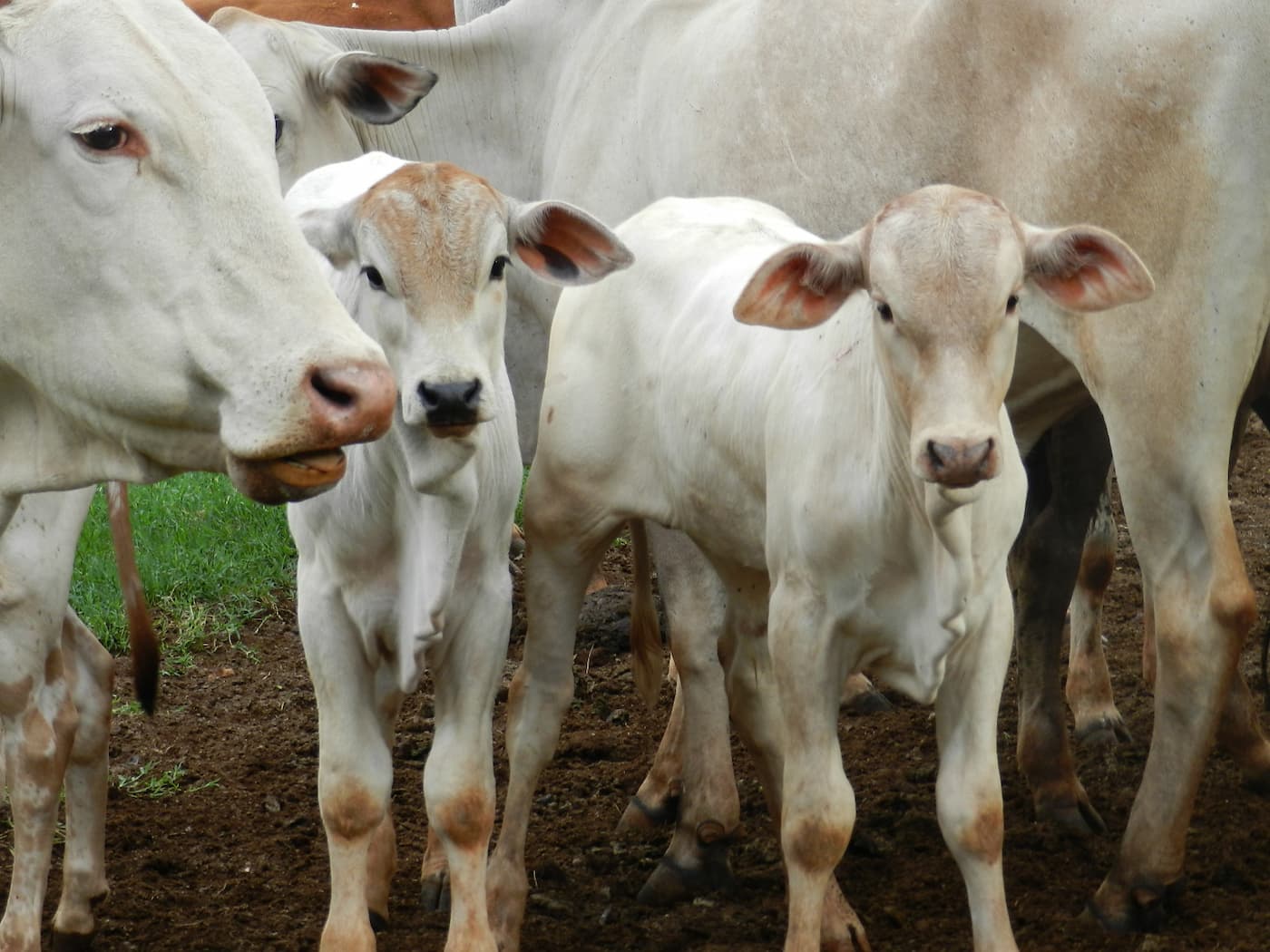 No mercado do boi, escala de abate foi recorde