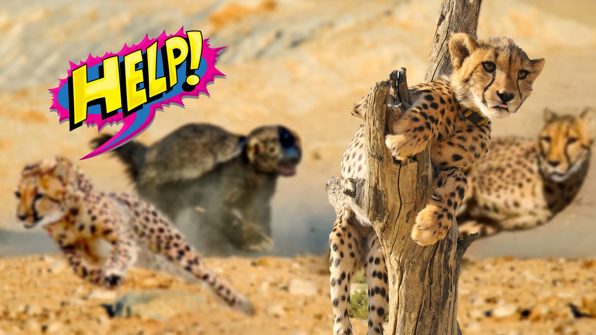 Incrível! Texugo encara 3 leopardos e põe felinos pra correr