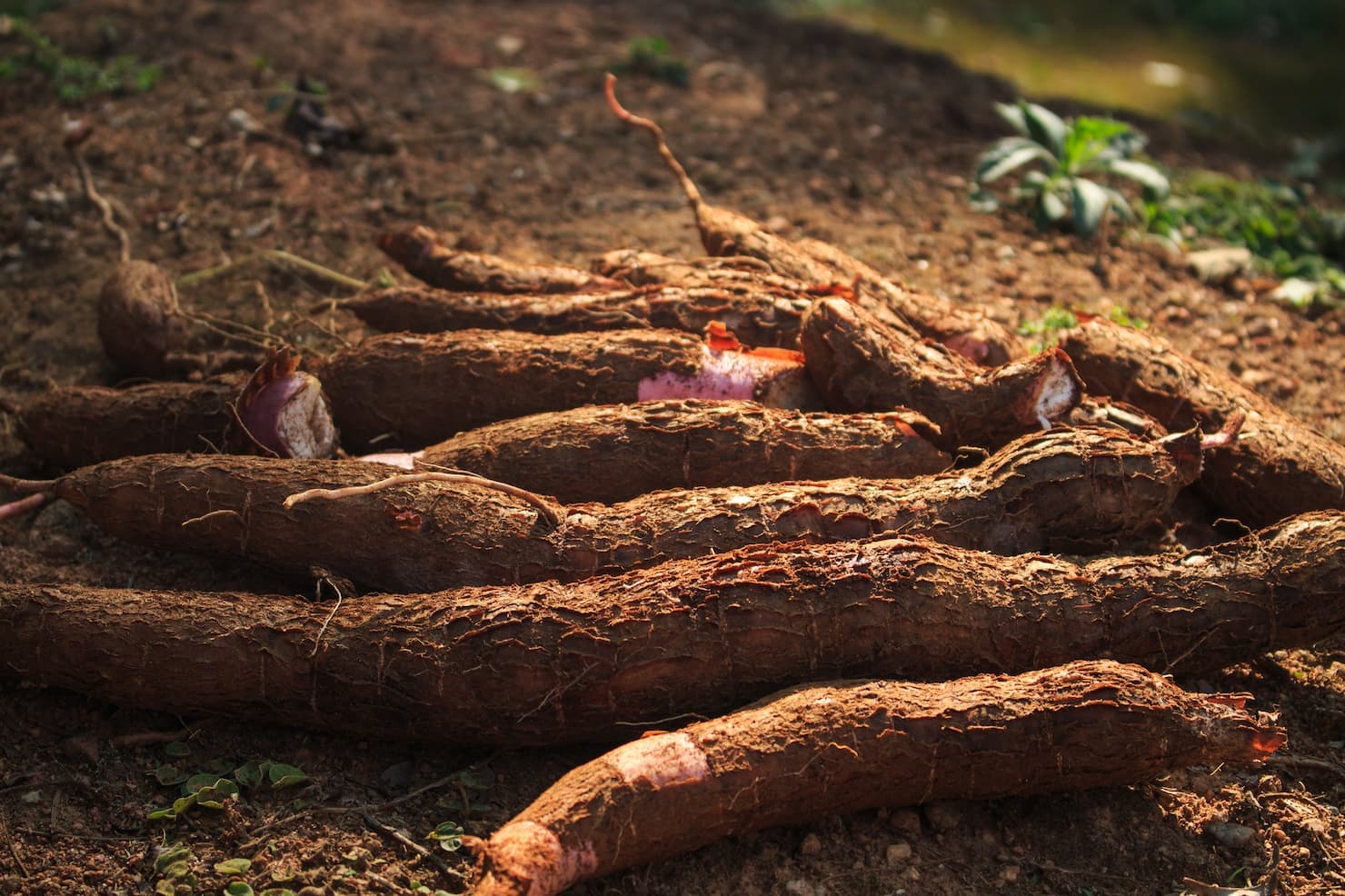 Mandioca: preços seguem em alta, média supera R$ 1.175,00/ton