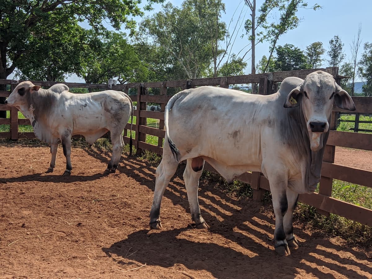 Mercado do boi 11 de novembro 2022