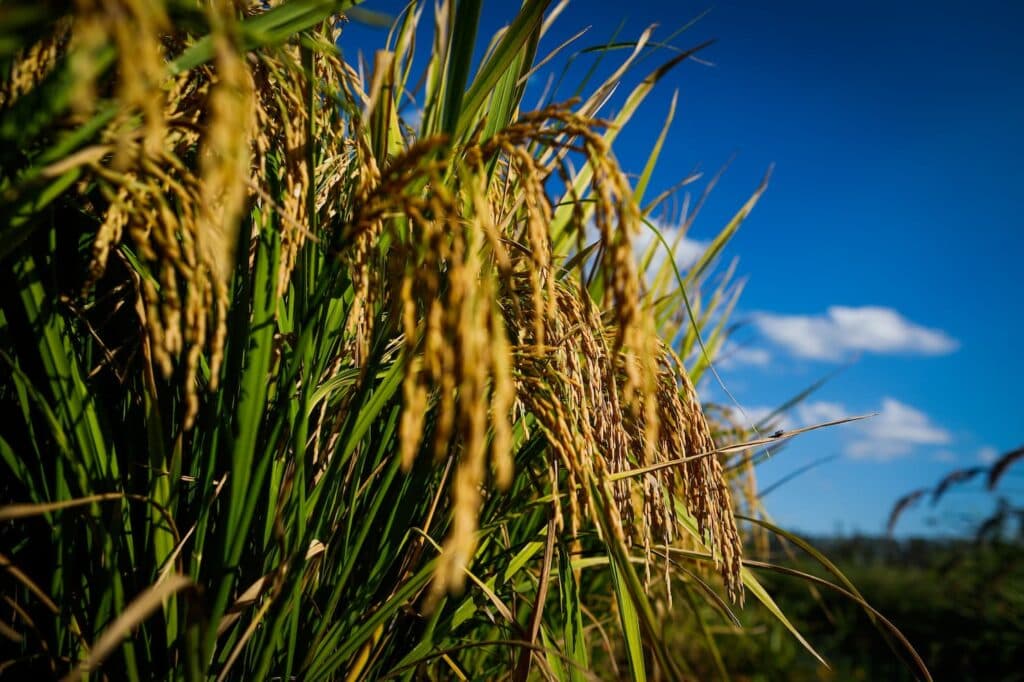 Exportações de arroz de Goiás cresceram em 2022, segundo Agro em Dados