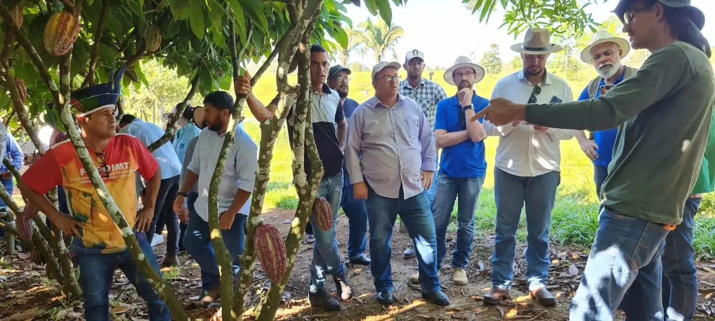 Mato Grosso aposta na produção de cacau na agricultura familiar